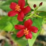 Jatropha integerrima Květ