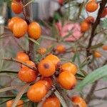 Hippophae rhamnoides Fruto