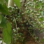 Ficus sur Fruto