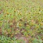 Bidens radiata आदत