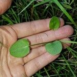 Ranunculus ophioglossifolius Leaf