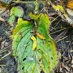 Symplocarpus foetidus Leaf