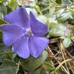 Vinca minor花