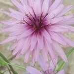Scorzonera undulata Flower
