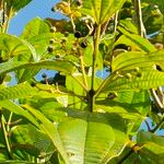 Miconia affinis Fruit