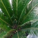 Cycas revoluta ഇല