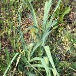 Allium porrum Frunză