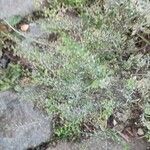 Lepidium ruderale ഇല