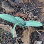 Galanthus elwesii Leaf