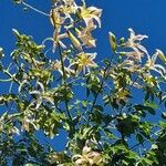 Ceiba insignis Blüte