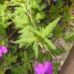 Geranium psilostemon Лист