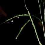 Oryza latifolia Fruit