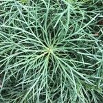 Argyranthemum foeniculaceum Leaf