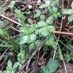 Galium rotundifolium Φύλλο