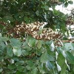 Julbernardia paniculata Flor