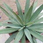 Agave AmericanaList