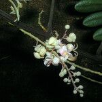 Cassia grandis Flower