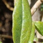 Rhododendron hippophaeoides Folha