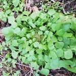 Claytonia rubra Blatt