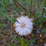 Tussilago farfaraKukka