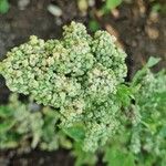 Chenopodium quinoa Frukto