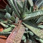 Gasteria disticha Leaf