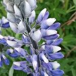 Lupinus nootkatensis 花