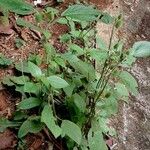 Acalypha arvensis Habitus