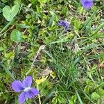 Viola cucullata Flower