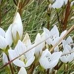 Gentianella diemensis Flower