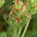 Plantago sempervirens Fruit