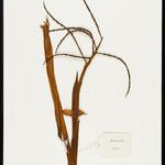 Iriartella setigera Fruit