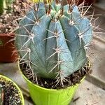 Melocactus azureus Φύλλο