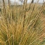 Muhlenbergia rigens 叶