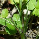 Tragopogon crocifolius Leaf