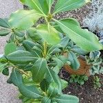 Pittosporum viridiflorum ഇല