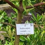 Podocarpus costalis Кора