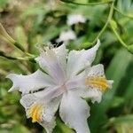 Iris japonica Цвят