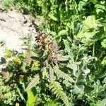 Pedicularis recutita Flower