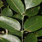 Bursera simaruba Leaf