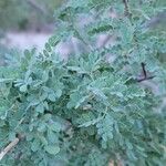 Mimosa aculeaticarpa Hoja