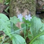 Claytonia sibiricaKvet