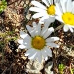 Leucanthemopsis alpina 花