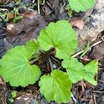 Heuchera richardsonii葉