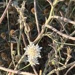 Pycnocomon rutifolium Flor