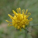 Galatella linosyris Virág