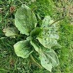 Plantago major 葉