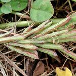 Indigofera hendecaphylla Vekstform