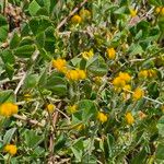 Anthyllis circinnata 形態