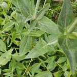 Centranthus ruber Blad